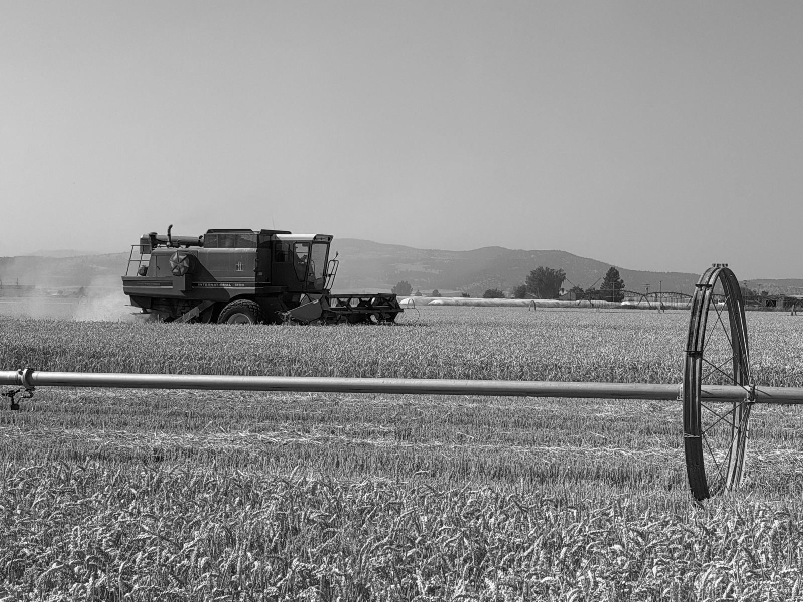 A combine harvesting a wheat field behind an irrigation line, with hills in the distance